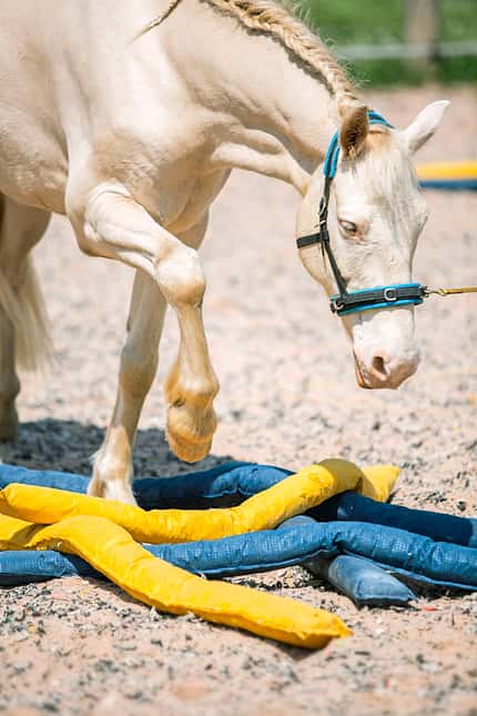 CAVALLO Serie Tragkraft-Training Serie Tragkraft-Training