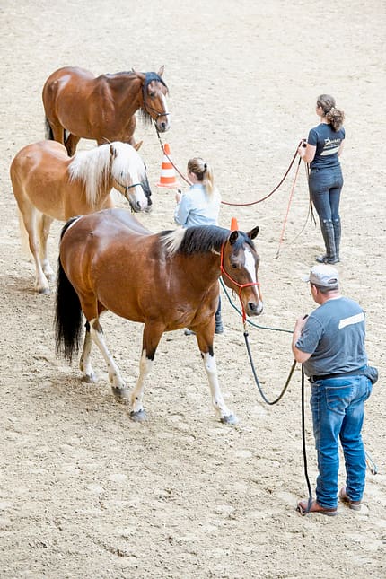 Natural Horsemanship mit Pat Parelli