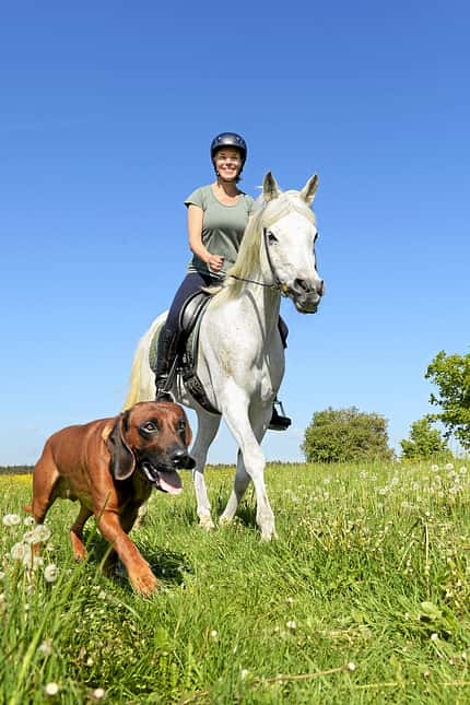 CAVALLO Paragraphenreiter Paragraphenreiter