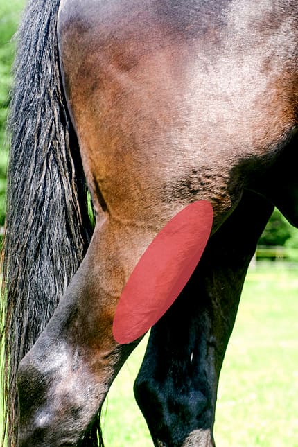 CAVALLO Medizin-Kompendium Hahnentritt Medizin-Kompendium Hahnentritt