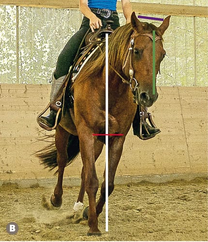 CAVALLO TSP Trainings-Check TSP Trainings-Check