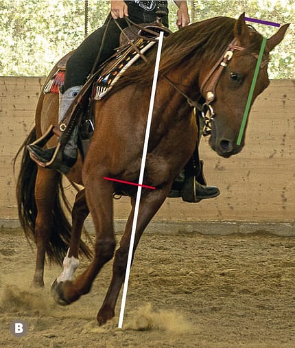 CAVALLO TSP Trainings-Check TSP Trainings-Check