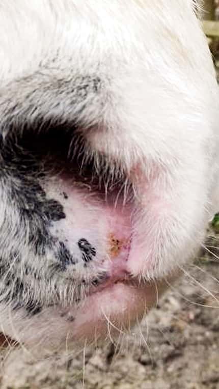 CAVALLO Medizin-Kompendium Plattenepithelkarzinom Medizin-Kompendium Plattenepithelkarzinom
