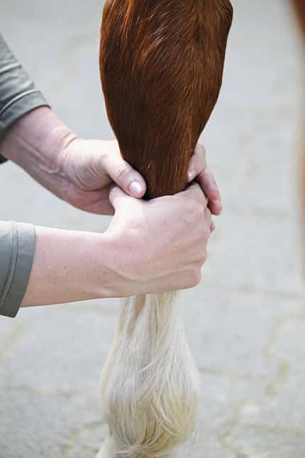 Schöpfgriff, Pferdephysiotherapie, Pferdetherapie, Myofasziale Technik, Manualtherapie, Fesselgelenk, Pferdebein, Tierphysiotherapie, Pferdegesundheit Die Aufnahme zeigt einen Schöpfgriff an einem Pferdebein. Die Hände von Katrin Obst greifen unterhalb des Karpalgelenks ans Pferdebein.