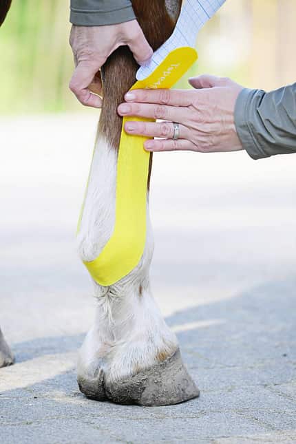 Kinesiotape, Pferdetaping, Pferdephysiotherapie, Therapietape, Pferdebein, Fesselgelenk, Sehnenunterstützung, Tierphysiotherapie, Veterinärmedizin, Kinesiology Tape Das Foto zeigt die Applikation von Kinesiotape an einem Pferdebein. Ein gelber Tape‑Streifen wird von einer Person entlang der Beugeseite über Fessel- und Röhrbein aufgeklebt, um Strukturen zu unterstützen oder zu entlasten.