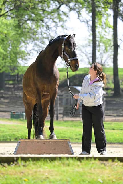 Podest, Pferd auf Podest, Bodenarbeit, Pferdetraining, Halfter, Führstrick, Reitplatz, Katrin Obst, Reha, Zirkuslektion Das Foto zeigt die Arbeit am Podest mit einem Pferd; Katrin Obst führt das Pferd am Halfter und hält den Führstrick. Das Pferd steht mit den Vorderhufen auf einem hölzernen Podest auf einem Reitplatz im Freien, Bäume bilden den Hintergrund.