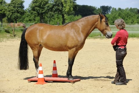 CAV_Wippe_01 CAV_Wippe_01