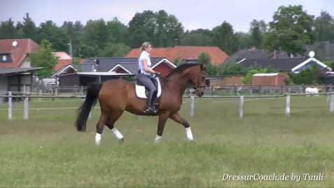 DressurCoach-Tipp 09 - Dein Pferd an Trabverstärkungen heranführen - Der Antritt zählt! DressurCoach-Tipp 09 - Dein Pferd an Trabverstärkungen heranführen - Der Antritt zählt!