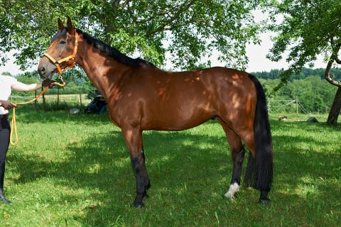 CAV Akkupressur für Pferde