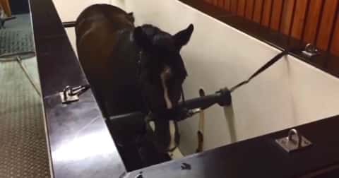 Video: Reha-Pferde - Fit dank Aqua-Trainer