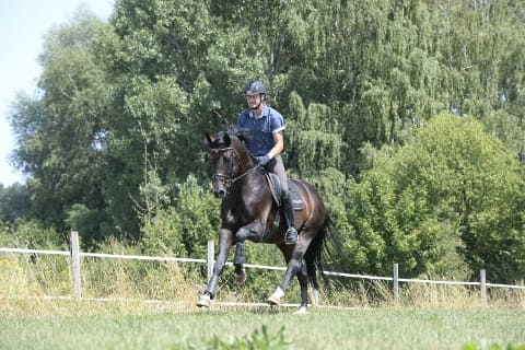 Dressur-Reiten im Gelände