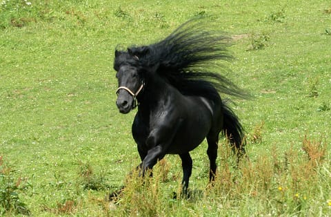 Welcher Gangtyp ist Ihr Pferd? Friese Welcher Gangtyp ist Ihr Pferd? Friese