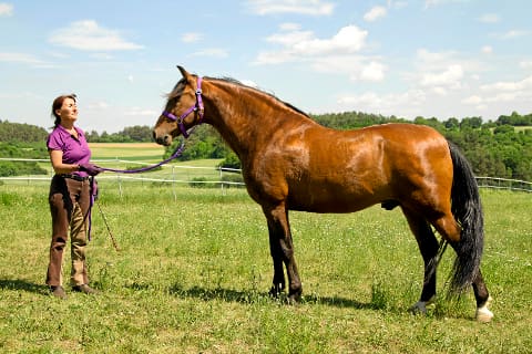 Welcher Gangtyp ist Ihr Pferd? Spanier Welcher Gangtyp ist Ihr Pferd? Spanier