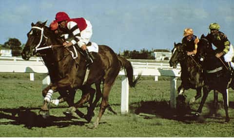 Phar Lap – Das beste Rennpferd der Welt