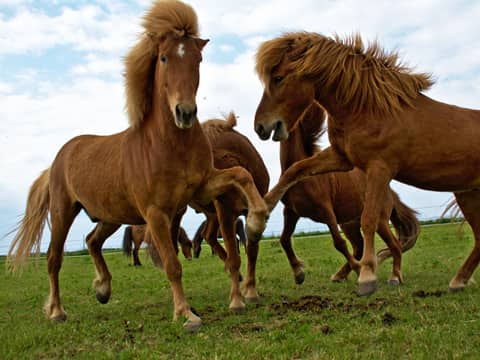 Tölting Horse Isländer Reportage Tölt Video Tölting Horse Isländer Reportage Tölt Video