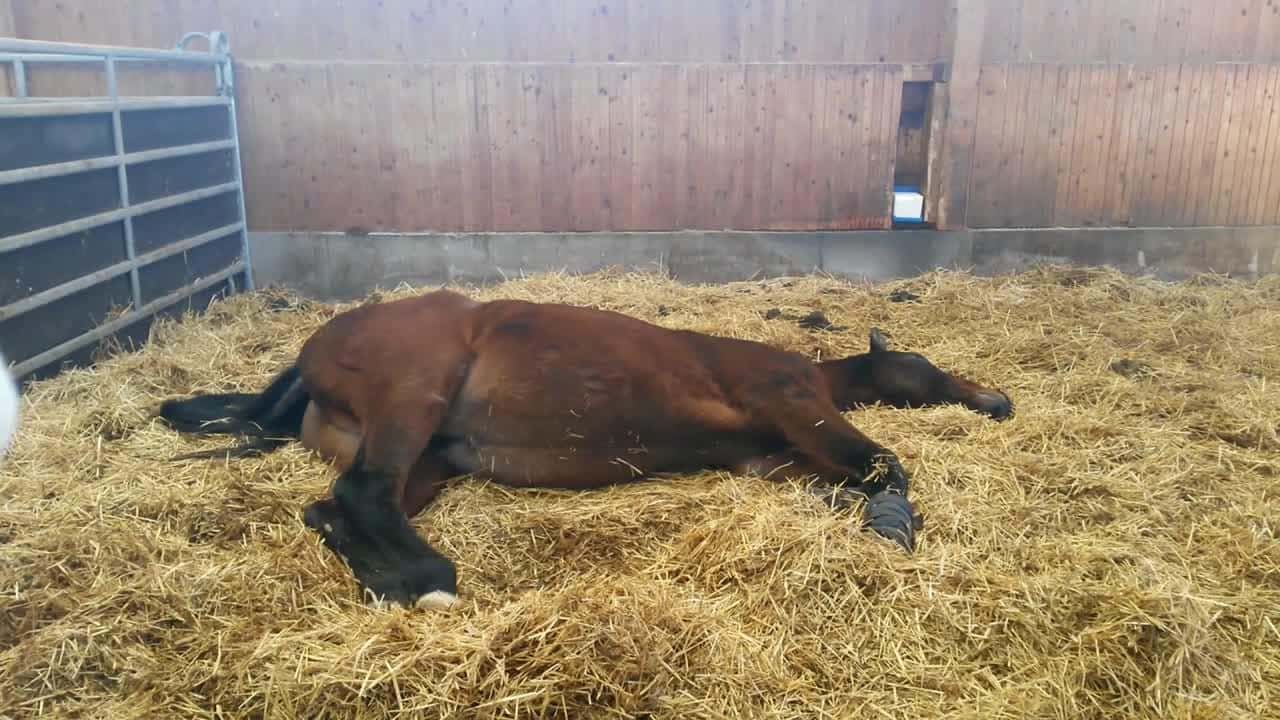 CAV 2017-02-02-cavallo-pferd CAV 2017-02-02-cavallo-pferd