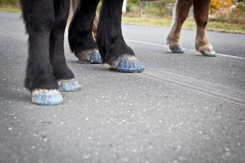 CAV Klebeschlag für Pferde CAV Klebeschlag für Pferde