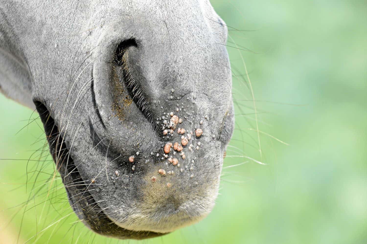 Was hilft gegen Warzen beim Pferd?